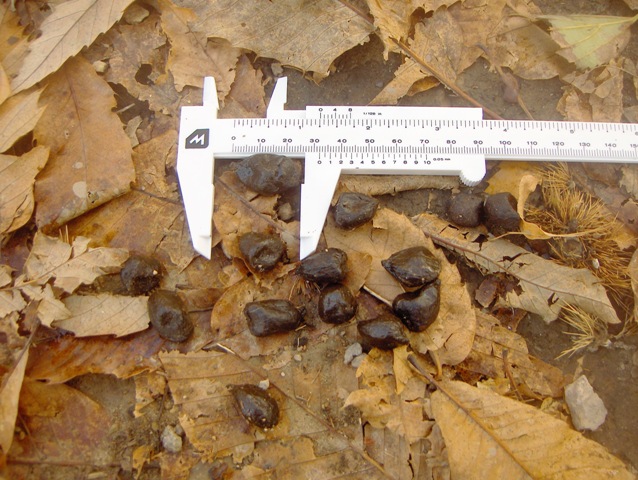 fatte di cervo e/o animale domestico???